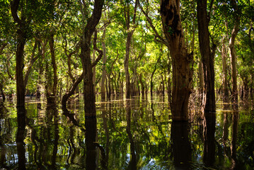 Flooded forest with trees in water in Cambodia