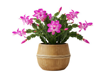 Charming christmas cactus with vibrant blooms in an aged terracotta pot