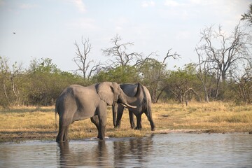 Fototapeta premium Elephant in wild savanna , Animal of africa