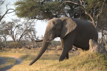 Fototapeta premium Elephant in wild savanna , Animal of africa