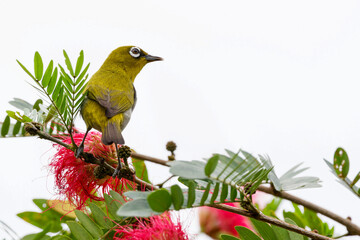 Indian white-eye (Zosterops palpebrosus)