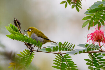 Indian white-eye (Zosterops palpebrosus)