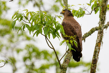Crested serpent eagle (Spilornis cheela)