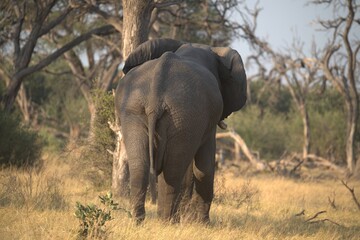 Fototapeta premium Elephant in wild savanna , Animal of africa