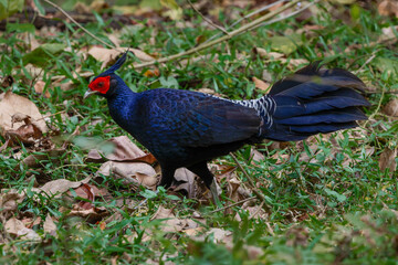 Pheasant Kalij 