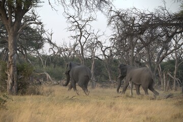 Fototapeta premium Elephant in wild savanna , Animal of africa