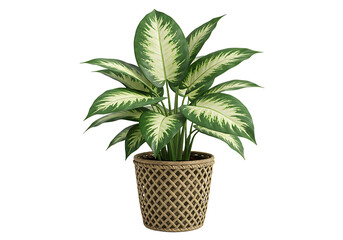 Fototapeta premium Elegant Dieffenbachia plant in decorative pot against a clean white backdrop