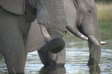 Elephant in wild savanna , Animal of africa