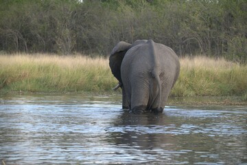 Elephant in wild savanna , Animal of africa