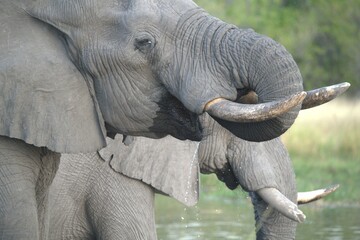 Elephant in wild savanna , Animal of africa