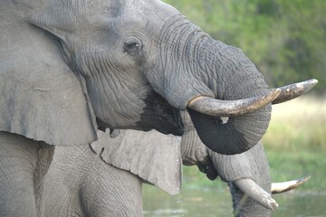 Elephant in wild savanna , Animal of africa