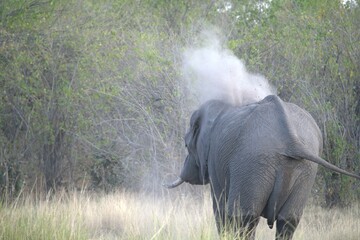 Elephant in wild savanna , Animal of africa