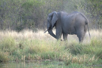 Fototapeta premium Elephant in wild savanna , Animal of africa