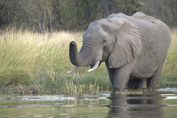 Elephant in wild savanna , Animal of africa