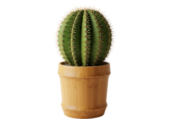 Isolated barrel cactus in bamboo pot, perfect for minimalist decor and design