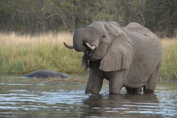 Elephant in wild savanna , Animal of africa
