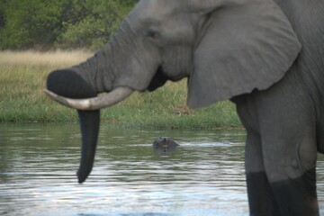 Elephant in wild savanna , Animal of africa