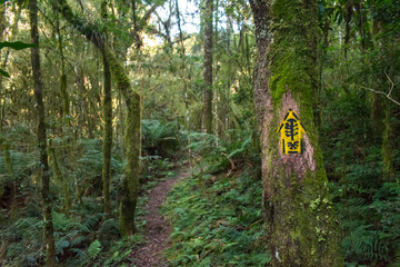 Hiking path in an Araucaria moist forest at the National Forest of Canela (FLONA) - Canela, South of Brazil