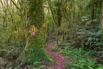 Hiking path in an Araucaria moist forest at the National Forest of Canela (FLONA) - Canela, South of Brazil