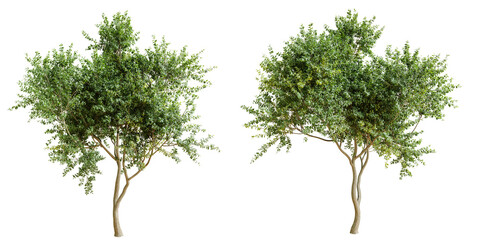Obraz premium Eucalyptus tree isolated on transparent background. 3D render.
