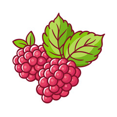 raspberries with leaves isolated on white or transparent png