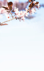 Beautiful blooming cherry tree with flowers in full bloom on sky background. White cherry blossom Garden, mother's, woman's day, Easter, spring holiday background. Copy space, mockup, empty place.