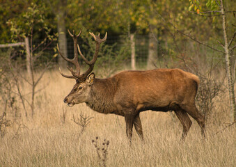 male deer in the wild
