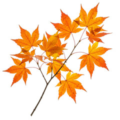 Obraz premium maple leaves isolated on white