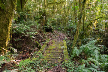 Fototapeta premium Hiking path in an Araucaria moist forest at the National Forest of Canela (FLONA) - Canela, South of Brazil