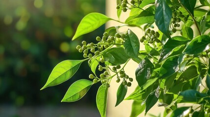 Obraz premium Black peppercorn cluster on white background with sharp focus on natural detailing