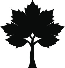 maple tree with broad leaves