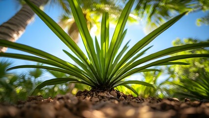 A close-up view of a green plant with long, pointed leaves, set against a bright, sunny background with blurred palm trees. Concept Close-Up Plant Photography, Green Leaves, Tropical Background