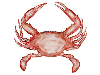 Crab watercolor. Hand drawn sea animal on isolated white background. Clip art sea food. Ideal for restaurant menus, packaging, cards and logo of organic ocean product