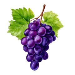 Fototapeta premium Watercolor fresh purple grapes with green leaves clip art illustration