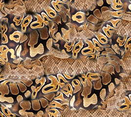 snake skin pattern texture; Fashionable print

