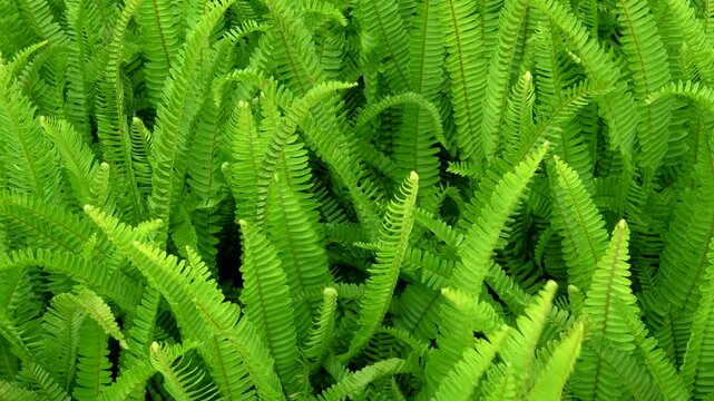 Perfect natural fern pattern, beautiful background young green fern leaves