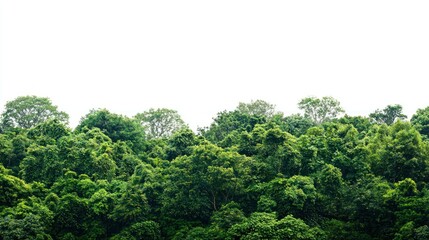 Obraz premium Thick forest with a variety of tree species and vibrant green vegetation on white background.