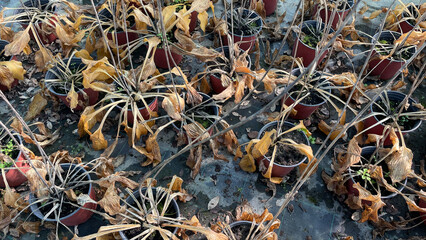 Withered plants in pots, signifying autumn transition and garden maintenance, fall gardening,...