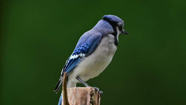Single bluejay perched on cedar post, time lapse