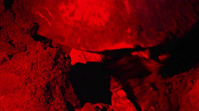 Olive ridley sea turtle gently depositing eggs under darkness on sandy ostional beach during nocturnal nesting ritual in costa rica's wildlife refuge