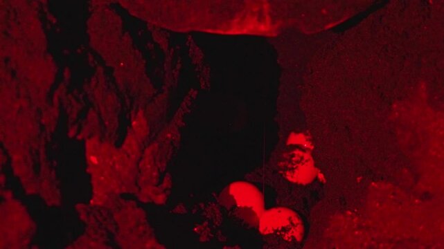 Olive ridley sea turtle nestling eggs in sandy ground during nighttime reproductive process at ostional beach wildlife sanctuary, costa rica