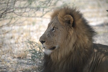 Naklejka premium Close-up horizontal image of a scarred male African lion lying on grey sandy ground in the Savuti area of Chobe National Park, Botswana. The lion is resting with his front paws stretched forward and h