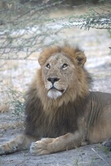 Fototapeta premium Close-up horizontal image of a scarred male African lion lying on grey sandy ground in the Savuti area of Chobe National Park, Botswana. The lion is resting with his front paws stretched forward and h