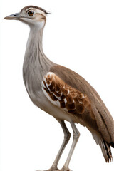 Red Book Great Indian Bustard - standing tall, side profile, isolated on white background