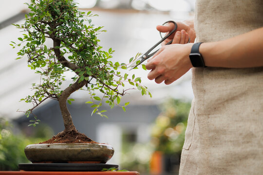 Part of male florist shaping bonsai in greenhouse