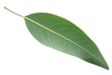 Obraz premium green leaf isolated on white