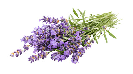 Lavender Flowers Bunch on White Background, Elegant Floral Arrangement for Designs