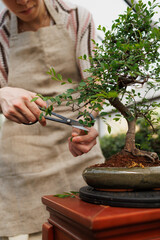 Part of blurred florist shaping bonsai tree with scissors