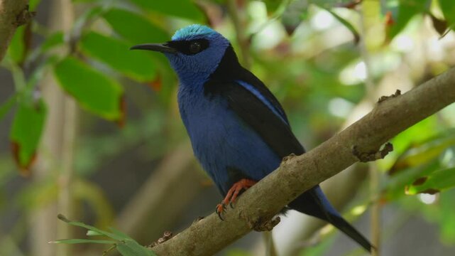Beautiful Red-legged honeycreeper bird sitting on a branch and looking around