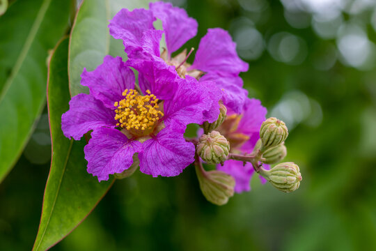 Jarul Queen's Flower on a branch